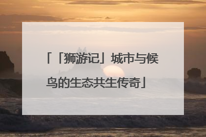 「狮游记」城市与候鸟的生态共生传奇