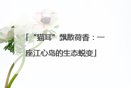 “猫耳”飘散荷香：一座江心岛的生态蜕变
