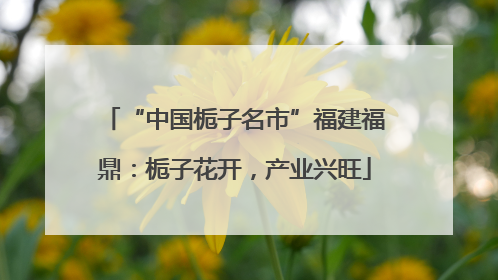 “中国栀子名市”福建福鼎：栀子花开，产业兴旺
