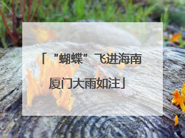 “蝴蝶”飞进海南 厦门大雨如注
