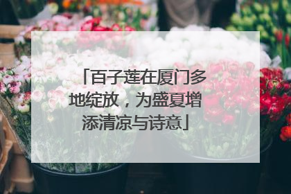百子莲在厦门多地绽放，为盛夏增添清凉与诗意