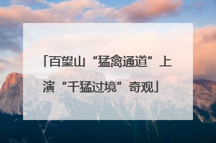 百望山“猛禽通道”上演“千猛过境”奇观