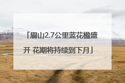 眉山2.7公里蓝花楹盛开 花期将持续到下月