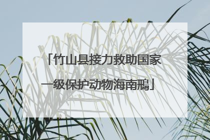 竹山县接力救助国家一级保护动物海南鳽