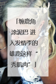 缠鹿角 涂泥巴 进入发情季的雄鹿这样“秀肌肉”