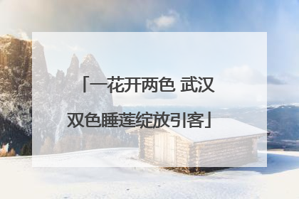 一花开两色 武汉双色睡莲绽放引客