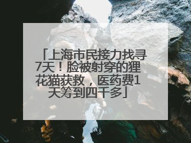 上海市民接力找寻7天！脸被射穿的狸花猫获救，医药费1天筹到四千多