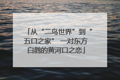 从“二鸟世界”到“五口之家” 一对东方白鹳的黄河口之恋