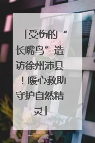 受伤的“长嘴鸟”造访徐州沛县！暖心救助守护自然精灵