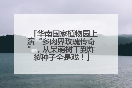 华南国家植物园上演“多肉界玫瑰传奇”，从呆萌树干到炸裂种子全是戏！