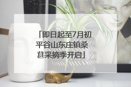 即日起至7月初 平谷山东庄镇桑葚采摘季开启