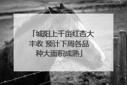 城阳上千亩红杏大丰收 预计下周各品种大面积成熟
