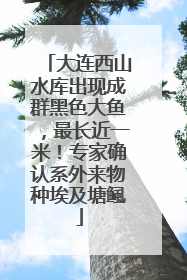 大连西山水库出现成群黑色大鱼，最长近一米！专家确认系外来物种埃及塘鲺
