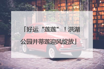 好运“莲莲”！洪湖公园并蒂莲迎风绽放