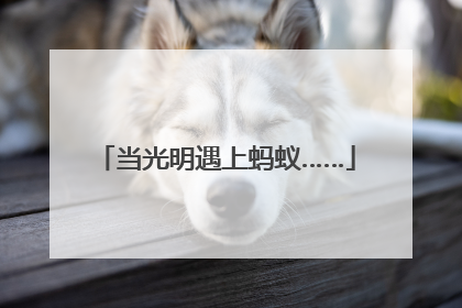 当光明遇上蚂蚁……