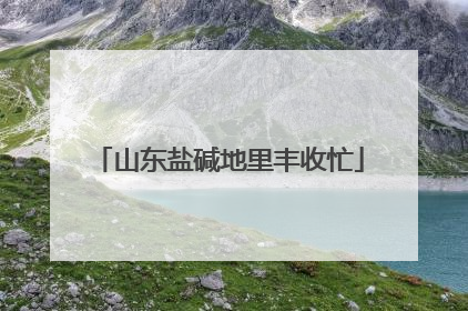 山东盐碱地里丰收忙