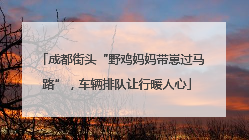 成都街头“野鸡妈妈带崽过马路”，车辆排队让行暖人心
