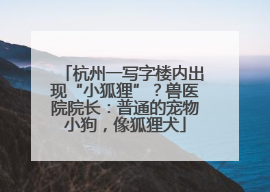 杭州一写字楼内出现“小狐狸”？兽医院院长：普通的宠物小狗，像狐狸犬