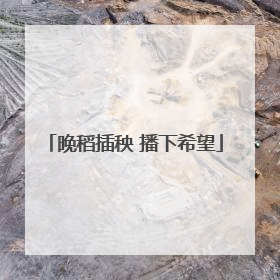 晚稻插秧 播下希望