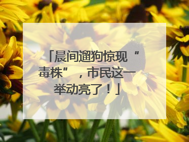 晨间遛狗惊现“毒株”，市民这一举动亮了！