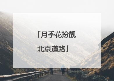 月季花扮靓北京道路