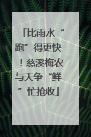 比雨水“跑”得更快！慈溪梅农与天争“鲜”忙抢收