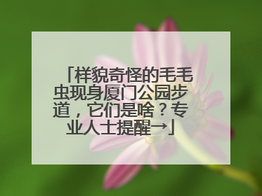 样貌奇怪的毛毛虫现身厦门公园步道，它们是啥？专业人士提醒→