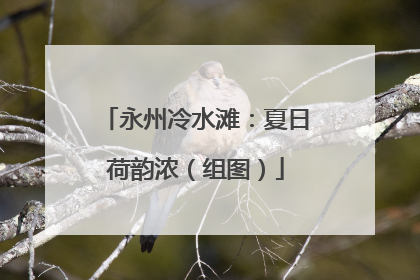永州冷水滩：夏日荷韵浓（组图）