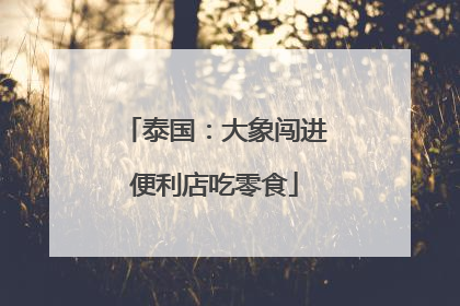泰国：大象闯进便利店吃零食