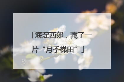 海淀西郊，藏了一片“月季梯田”