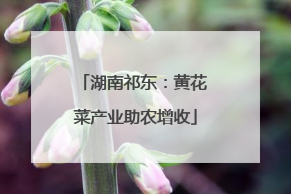 湖南祁东：黄花菜产业助农增收
