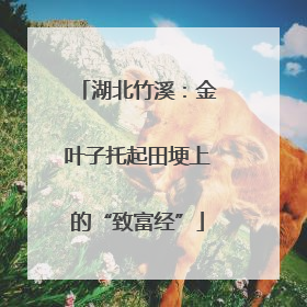 湖北竹溪：金叶子托起田埂上的“致富经”