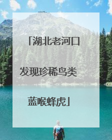 湖北老河口发现珍稀鸟类蓝喉蜂虎