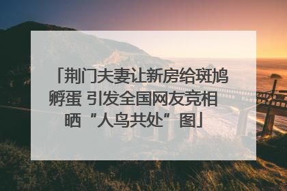荆门夫妻让新房给斑鸠孵蛋 引发全国网友竞相晒“人鸟共处”图