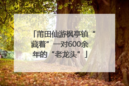 莆田仙游枫亭镇“藏着”一对600余年的“老龙头”