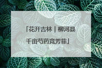 花开吉林｜柳河县千亩芍药竞芳菲