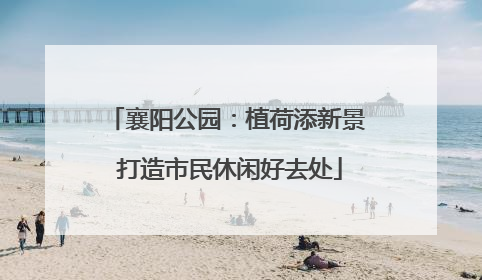 襄阳公园：植荷添新景 打造市民休闲好去处