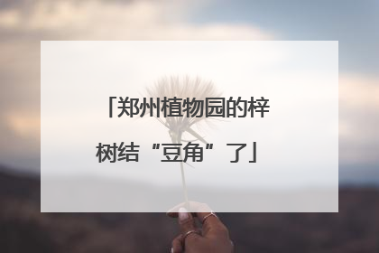 郑州植物园的梓树结“豆角”了