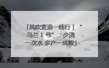 风吹麦浪一线行｜“马兰 1 号”：少浇一次水 多产一成粮