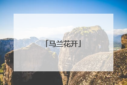 马兰花开