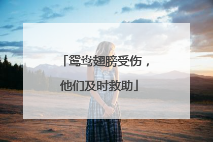 鸳鸯翅膀受伤，他们及时救助