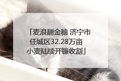 麦浪翻金穗 济宁市任城区32.28万亩小麦陆续开镰收割
