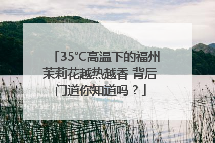 35℃高温下的福州茉莉花越热越香 背后门道你知道吗？